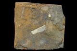 Paleocene Winged Maple Seed - North Dakota #133052-1